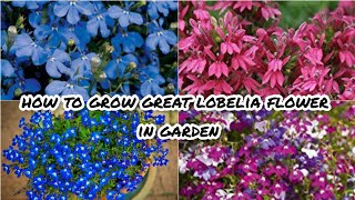 How to grow lobelia flowers in gardenlobelia growing guidelobelia from seedgrowing flowers [upl. by Oicnanev996]