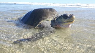 Arriban 291 mil tortugas golfinas en el Santuario Playa Morro Ayuta Oaxaca [upl. by Aiciles290]