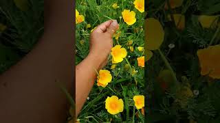 Eschscholzia californica  Amapola californiana amapola amapolas eschscholzia flores [upl. by Cran119]