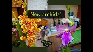 New orchids [upl. by Iosep]