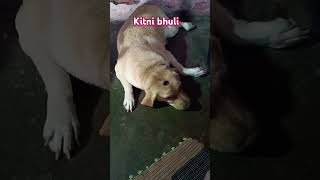 ayse bhule ban kar Bethe hai shortvideo doglover viralvideo [upl. by Devlen]