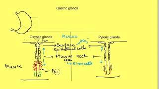 Gastric mucosa glandsoxyntic pyloric pitsStomach cell amp secretionHistology of stomachgastric [upl. by Rabbi]