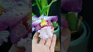 Aliceara Hawaiian Nights What a stunning bloom oncidium semihydro orchidbeauty [upl. by Wivestad]