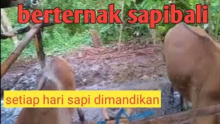 Walaupun musim hujan sapi wajib dimandikan [upl. by Barrada]