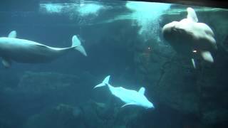 Beluga Whales at the Georgia Aquarium [upl. by Rowland]