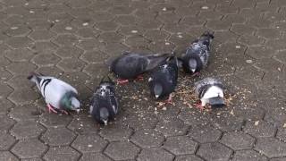 Tauben beim fressen Columbidae pidgeon eating [upl. by Selda]