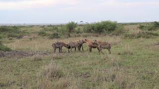 Hyena Behavior MaleFemale Social Interactions [upl. by Maureen]