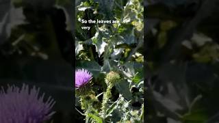 How to Use Burdock Leaves [upl. by Yeliak145]