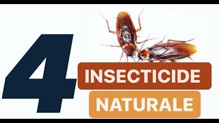 CUM SCAPI DE GANDACI IN 4 ZILE cu insecticide naturale [upl. by Nnyltiac]