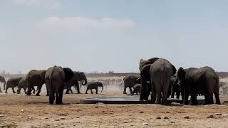 Okawao Waterhole in Etosha National Park Namibia [upl. by Burta]