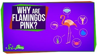 Why Are Flamingos Pink [upl. by Orodisi954]