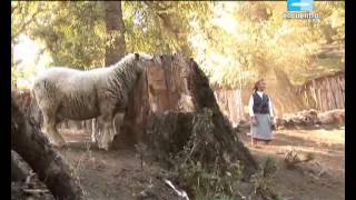 ARGENTINA PUEBLOS ORIGINARIOS CAP10 Mapuches I La fuerza de la tierra [upl. by Hoffer]