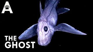 Chimaera The Deep Sea Phantom [upl. by Gosser324]