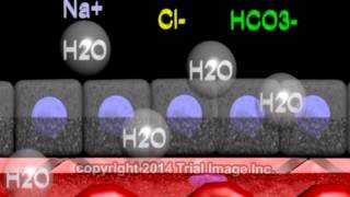 Cerebrospinal fluid  function production and circulation  animation by Dr Cal Shipley MD [upl. by Nnylyoj]