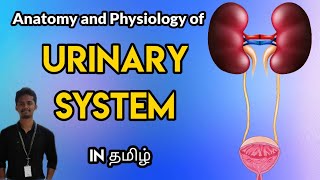 6 Anatomy and Physiology of Urinary System in Tamil [upl. by Whitney716]