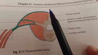 Thoracolumbar Fascia [upl. by Raimundo]