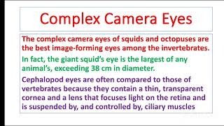 Complex eyes of cephalopods  photoreceptors zoology [upl. by Gilboa]