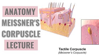 Meissner Corpuscles  Detailed Explanation [upl. by Derian]