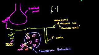 دور الشبكة البلازمية في الخلية العضلية [upl. by Jermain298]
