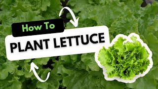 How to Plant Lettuce [upl. by Hymie]