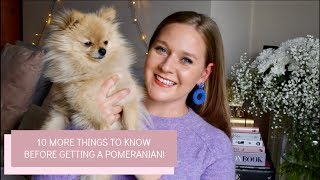 10 MORE things you should know before getting a Pomeranian Puppy  Katie KALANCHOE [upl. by Eltsyrc134]