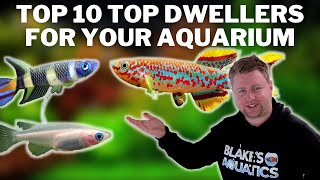 My Top 10 Top Dwelling Fish  Great Options for the Top Layer of Your Aquarium [upl. by Kcirdnek]