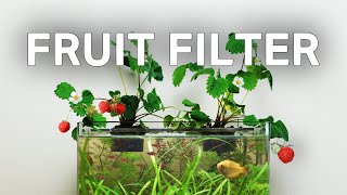 Making a StrawberryPowered Aquarium With No Filter [upl. by Fritzie632]