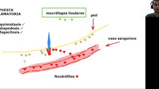 BACHILLERATO Quimiotaxis diapédesis y fagocitosis [upl. by Neiht549]