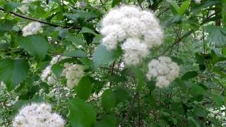 Capital Naturalist Arrowwood Viburnum [upl. by Jacobsen]