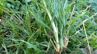 Paragis Grass for Home Remedies [upl. by Avram764]