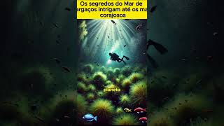 O Enigma do Mar de Sargaços MistériosDoMar NaviosFantasmas SegredosSubmersos [upl. by Llewen]