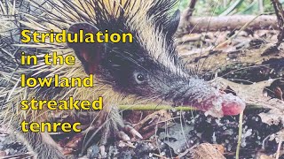 Lowland streaked tenrec stridulation in Masoala Madagascar [upl. by Luo257]