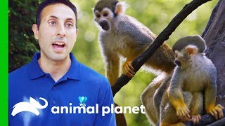 Moving Adorable Baby Squirrel Monkeys to Monkey Island  The Zoo [upl. by Llabmik]