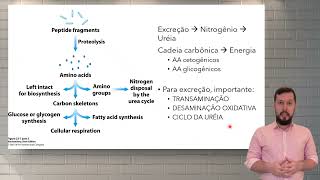 Compostos nitrogenados e Catabolismo de aminoácidos [upl. by Ettezyl]