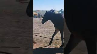 Aspen and Skippy horsing around mustang horse ranchlife sundayafternoon [upl. by Ohaus545]