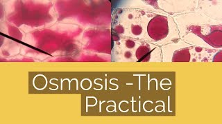 Osmosis Practical [upl. by Ynoyrb745]