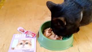 quotKATTY PROquot cat foodpate with beef and liver [upl. by Aicener]