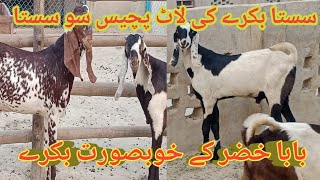 Makhi cheni ablak panda shera nagra prent bakry at khizar mundra goat farm [upl. by Bekki]