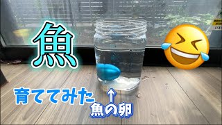 おもちゃの魚を育ててみた！【魚】【育ててみた】【卵】 [upl. by Ssecnirp]