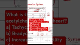 What is the effect of acetylcholine on the heart [upl. by Carmelo]