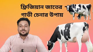 ফ্রিজিয়ান জাতের গাভী চেনার উপায়  saidpuragro [upl. by Aniras]