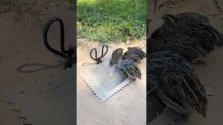 Simple DIY Trap  Create Amazing Quail Trap shirts [upl. by Thomasa88]