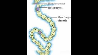 Eubacteriacyanobacteria❤bymsk biology [upl. by Eirollam]