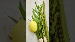 Sukkot The Feast of Tabernacles a Jewish Tradition [upl. by Cerracchio]