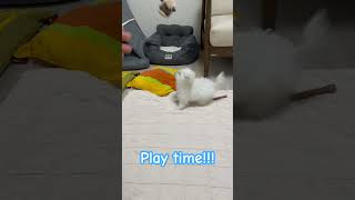 Play time bichon bichonfrisepuppy bichonfrise pets dog puppy [upl. by Elboa]