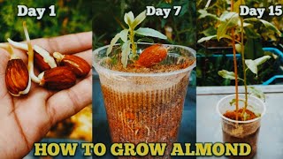 How to grow almond plant  The easiest way to grow almond tree  Almond harvesting [upl. by Mages]