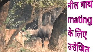 nilgai milan [upl. by Heid]