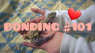 5 Tips to Make your Leopard Gecko like you more [upl. by Florance227]