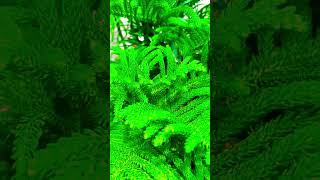 How to care ARAUCARIA christmas tree plant  How to Grow and Care for ARAUCARIA for Beginners [upl. by Anafetse]