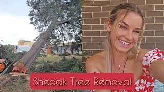 Sheoak Tree Removal not silky oak like i said in the video whoops australia [upl. by Yarased]